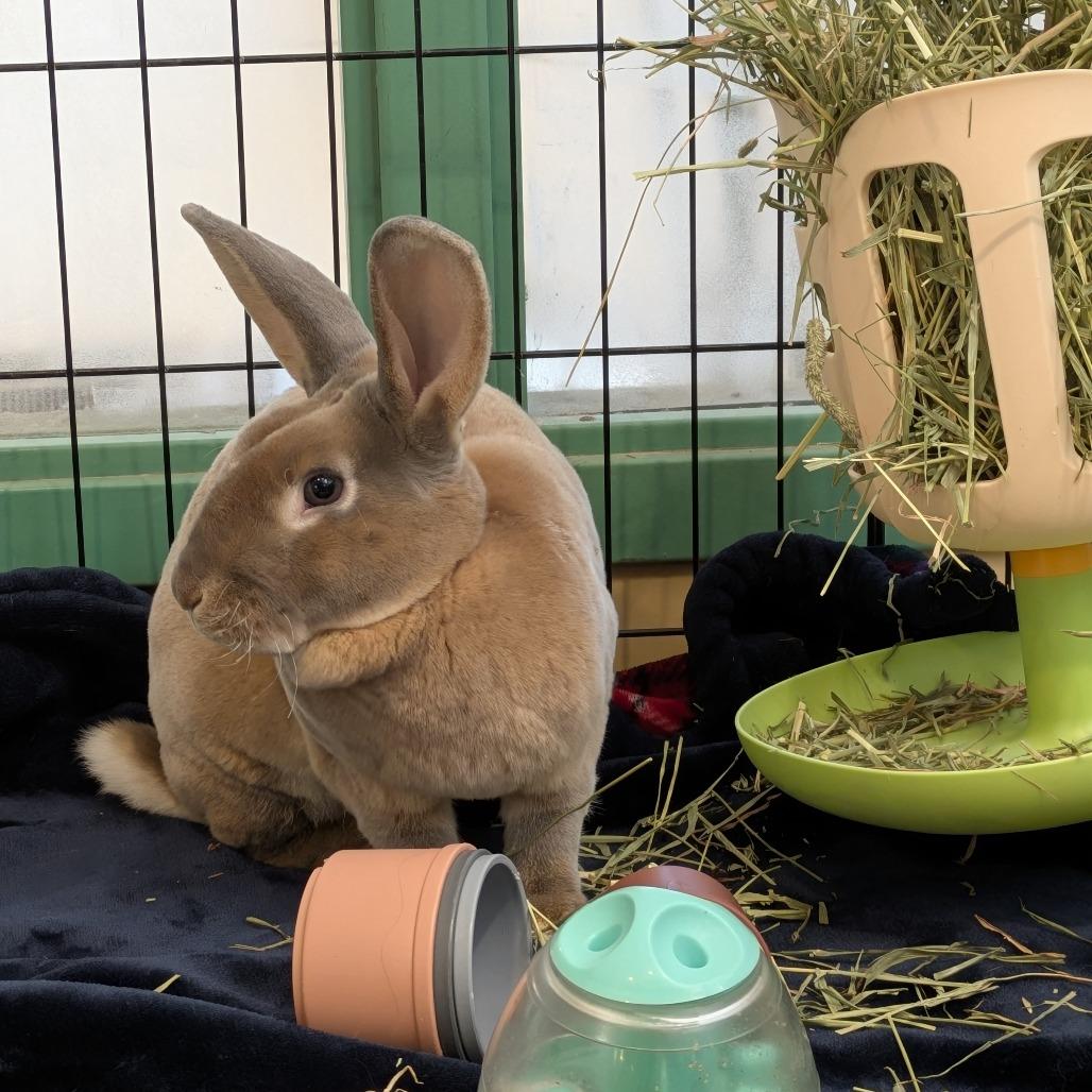 Enlarge Thumpkin, a Adoptable Rex in South Burlington, VT image 6/6