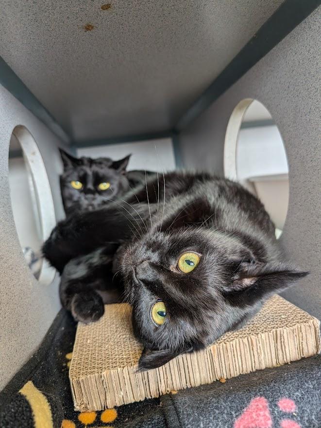 Enlarge Shaq & Kobe, a ADOPTABLE Bombay in Coquitlam, BC image 5/5