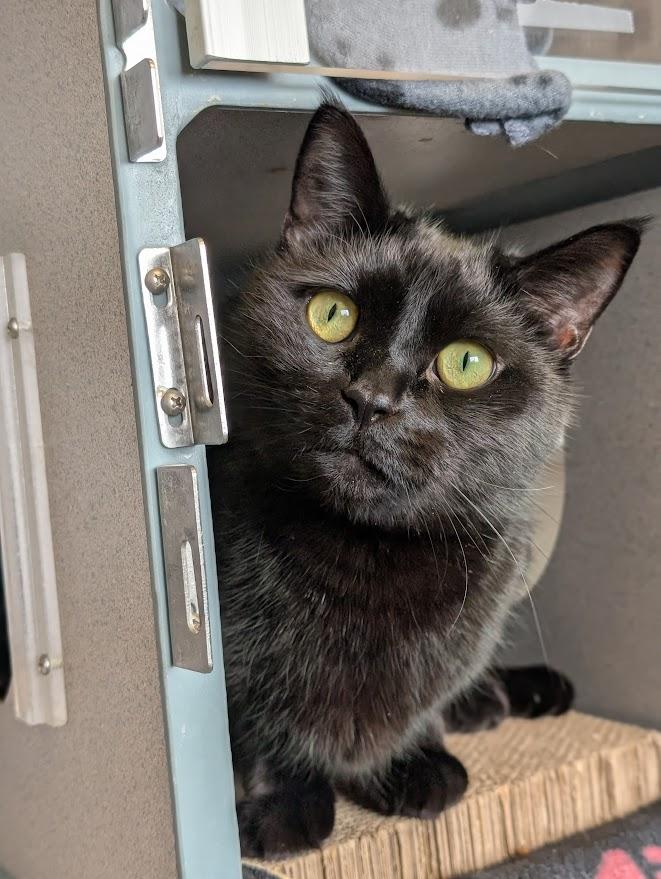 Enlarge Shaq & Kobe, a ADOPTABLE Bombay in Coquitlam, BC image 4/5