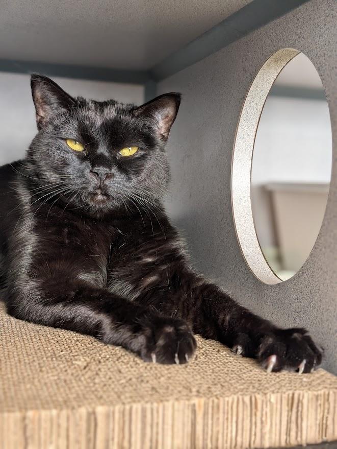 Enlarge Shaq & Kobe, a ADOPTABLE Bombay in Coquitlam, BC image 3/5