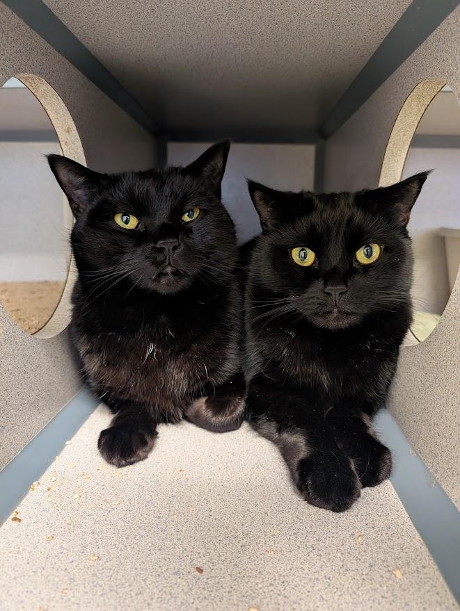 Enlarge Shaq & Kobe, a ADOPTABLE Bombay in Coquitlam, BC image 1/5