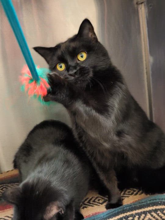 Enlarge Shaq & Kobe, a ADOPTABLE Bombay in Coquitlam, BC video 2/5