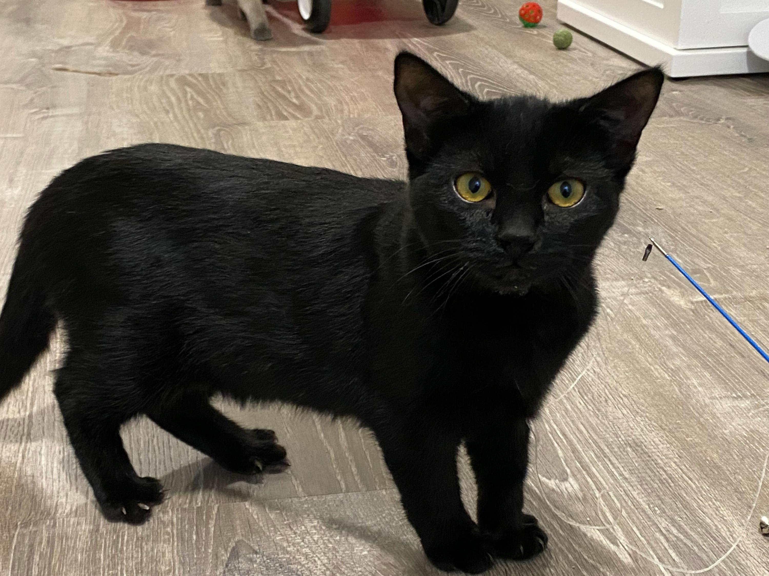 Enlarge Kurt and Gita, a ADOPTABLE Domestic Short Hair in Seattle, WA image 1/5