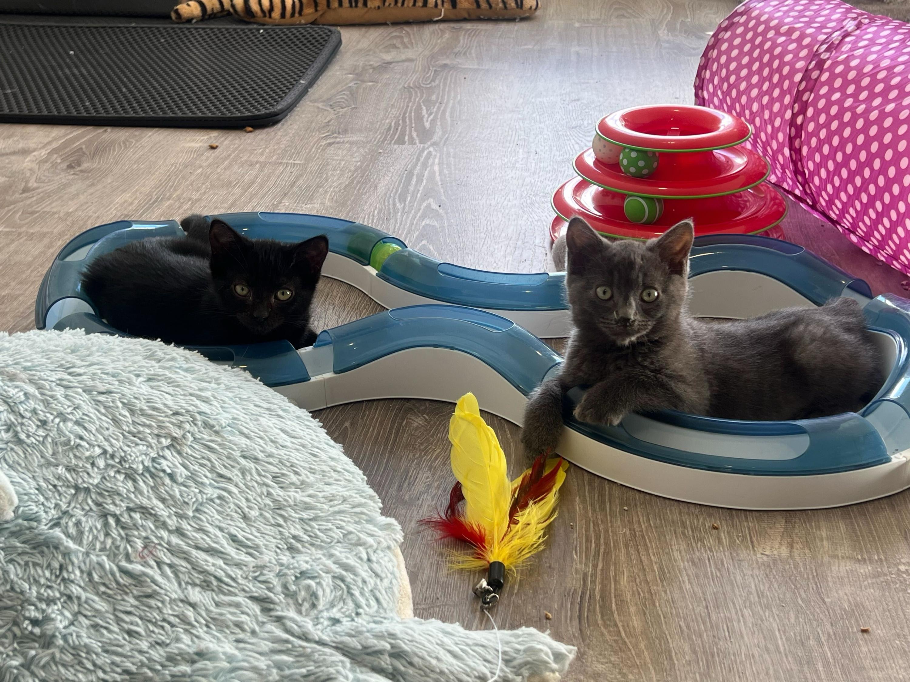 Enlarge Kurt and Gita, a ADOPTABLE Domestic Short Hair in Seattle, WA image 2/5