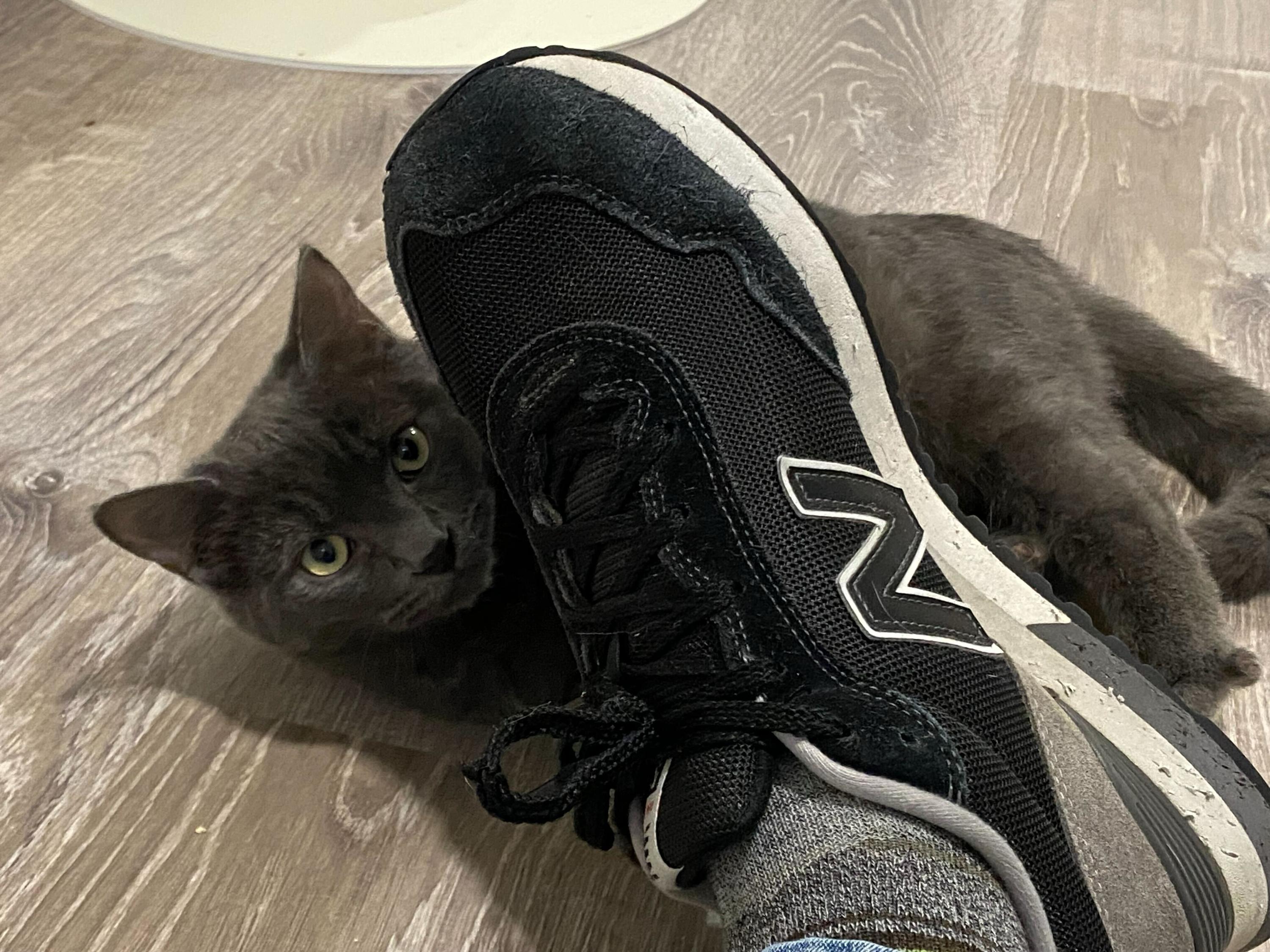 Enlarge Kurt and Gita, a ADOPTABLE Domestic Short Hair in Seattle, WA image 3/5