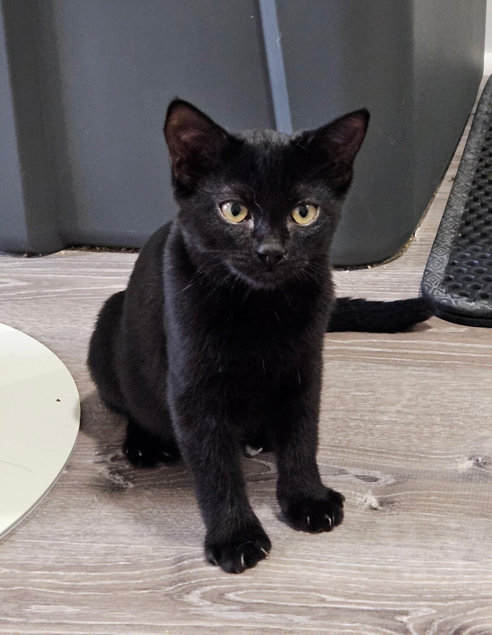 Enlarge Kurt and Gita, a ADOPTABLE Domestic Short Hair in Seattle, WA image 4/5