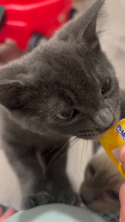 Enlarge Kurt and Gita, a ADOPTABLE Domestic Short Hair in Seattle, WA video 5/5