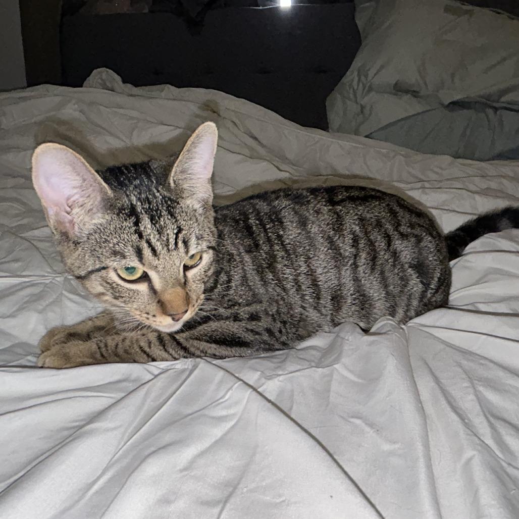 Ace, Toby, Pricilla, Adoptable, Young Male Domestic Short Hair.