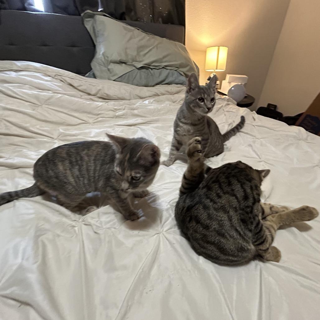 Enlarge Ace, Toby, Pricilla, a Adoptable Domestic Short Hair in Beaumont, TX image 2/4