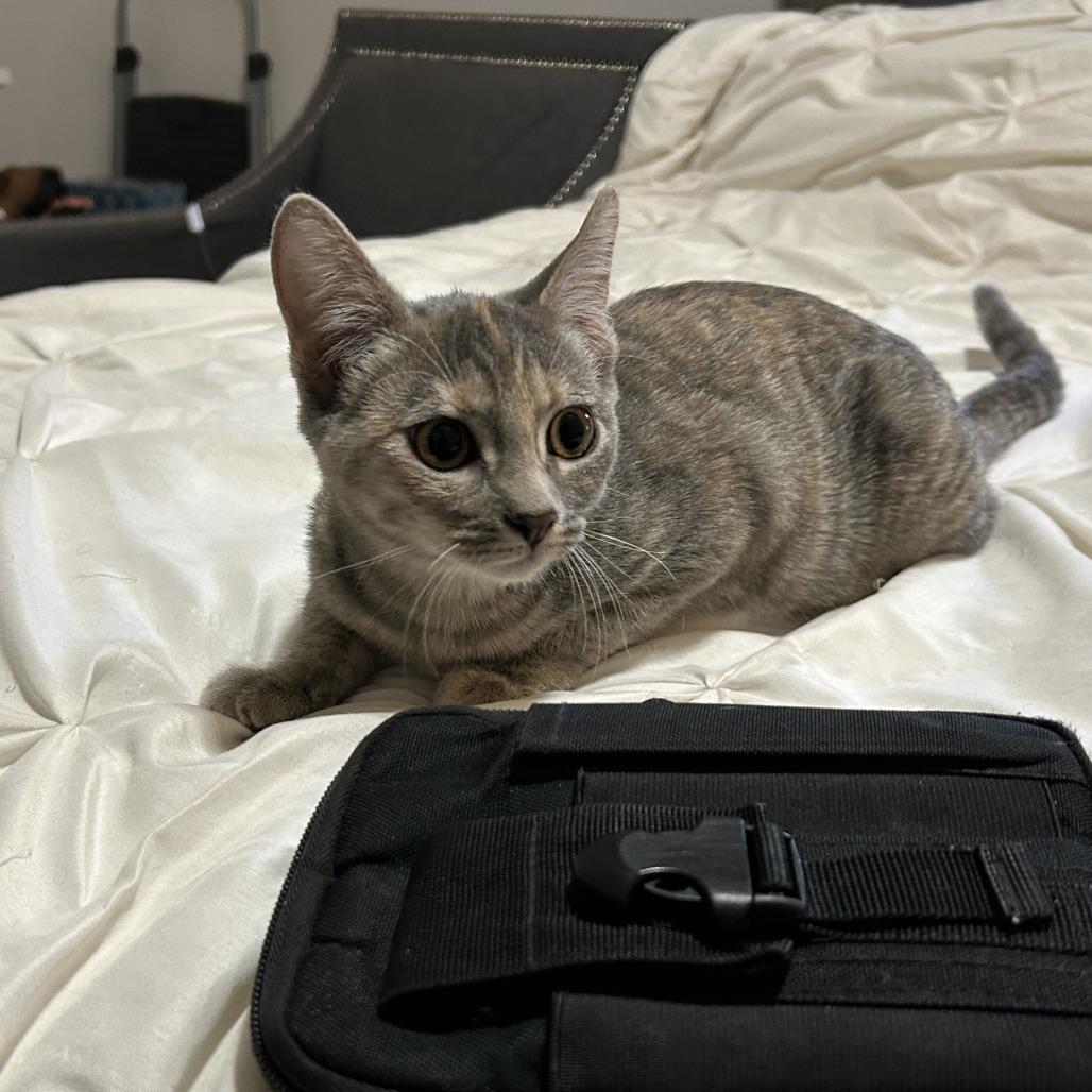 Enlarge Ace, Toby, Pricilla, a Adoptable Domestic Short Hair in Beaumont, TX image 3/4