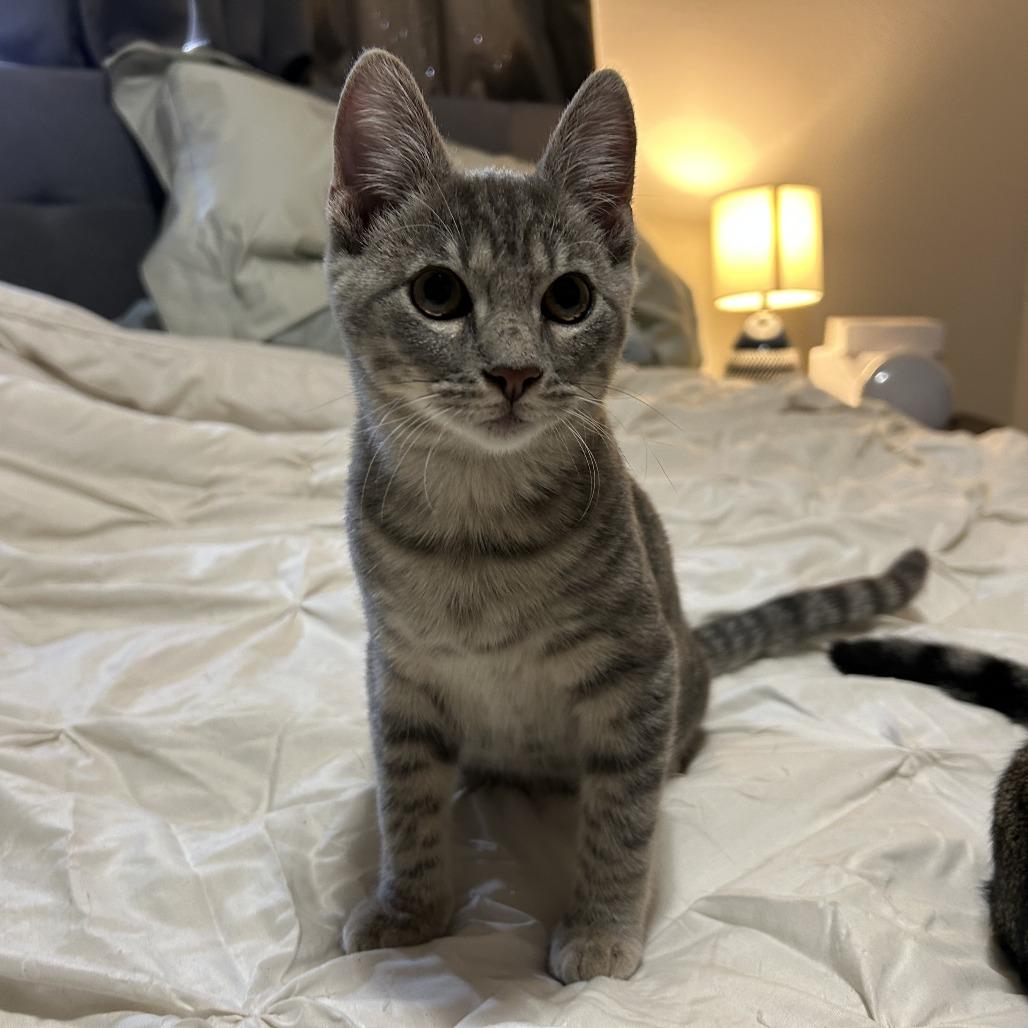 Enlarge Ace, Toby, Pricilla, a Adoptable Domestic Short Hair in Beaumont, TX image 4/4