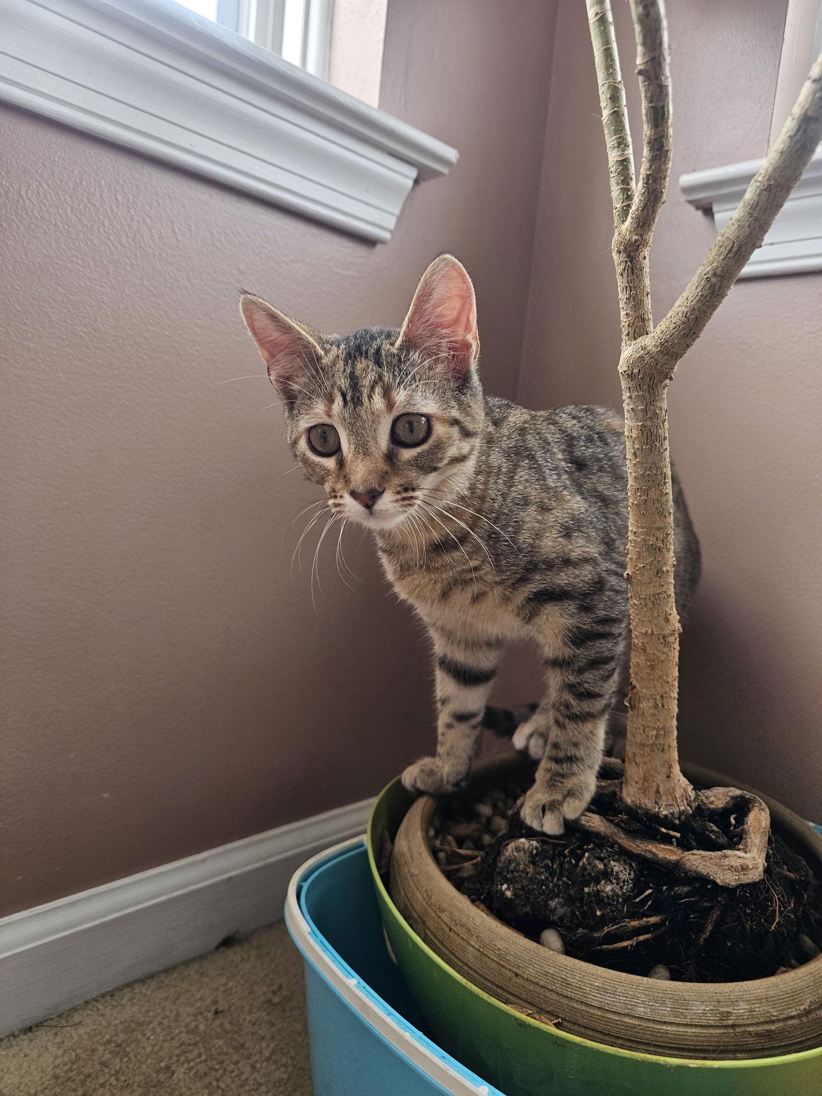 Pumpkin, Adoptable, Young Female Domestic Short Hair.