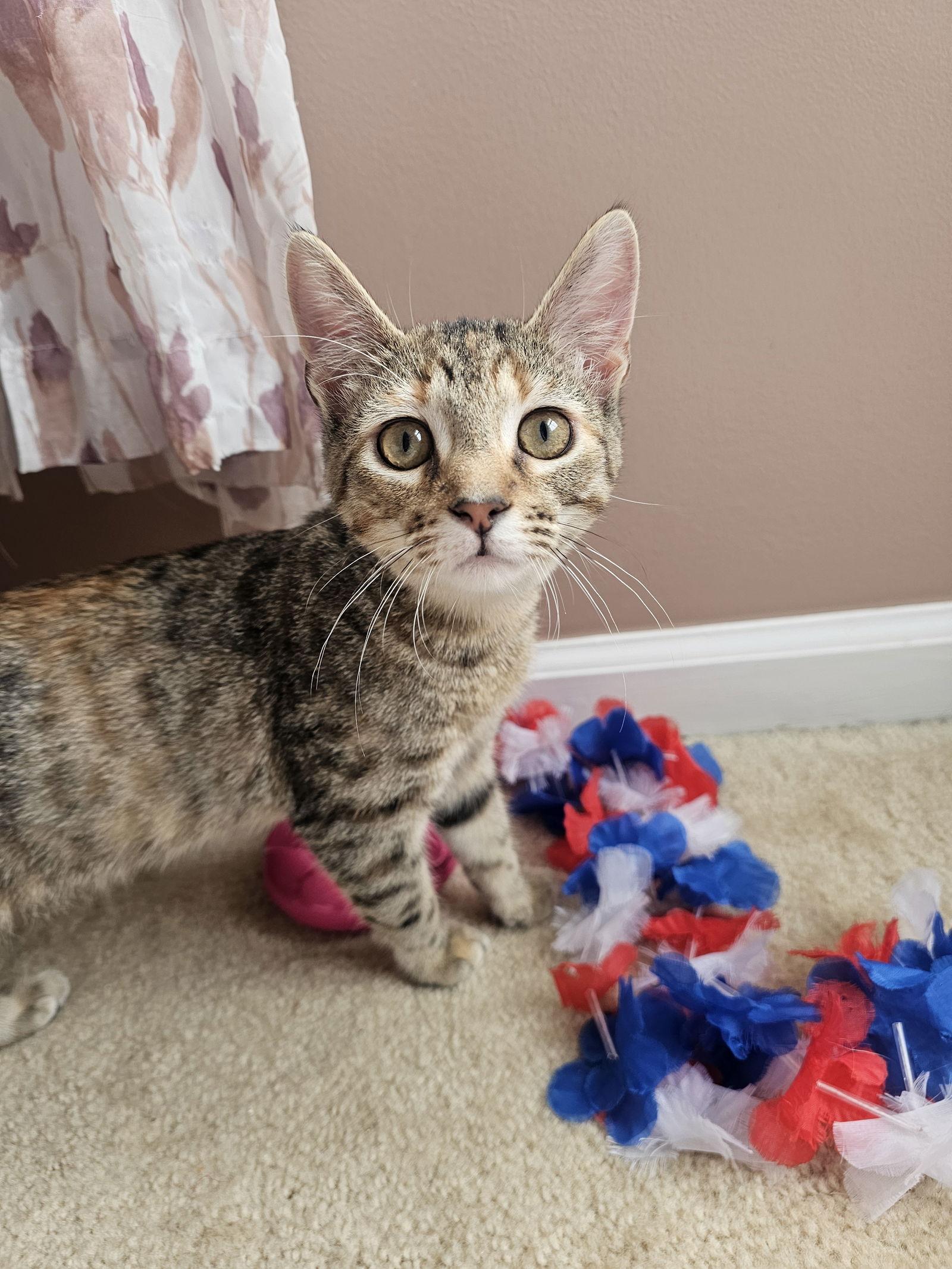 Pumpkin, a Adoptable Domestic Short Hair image 2/3