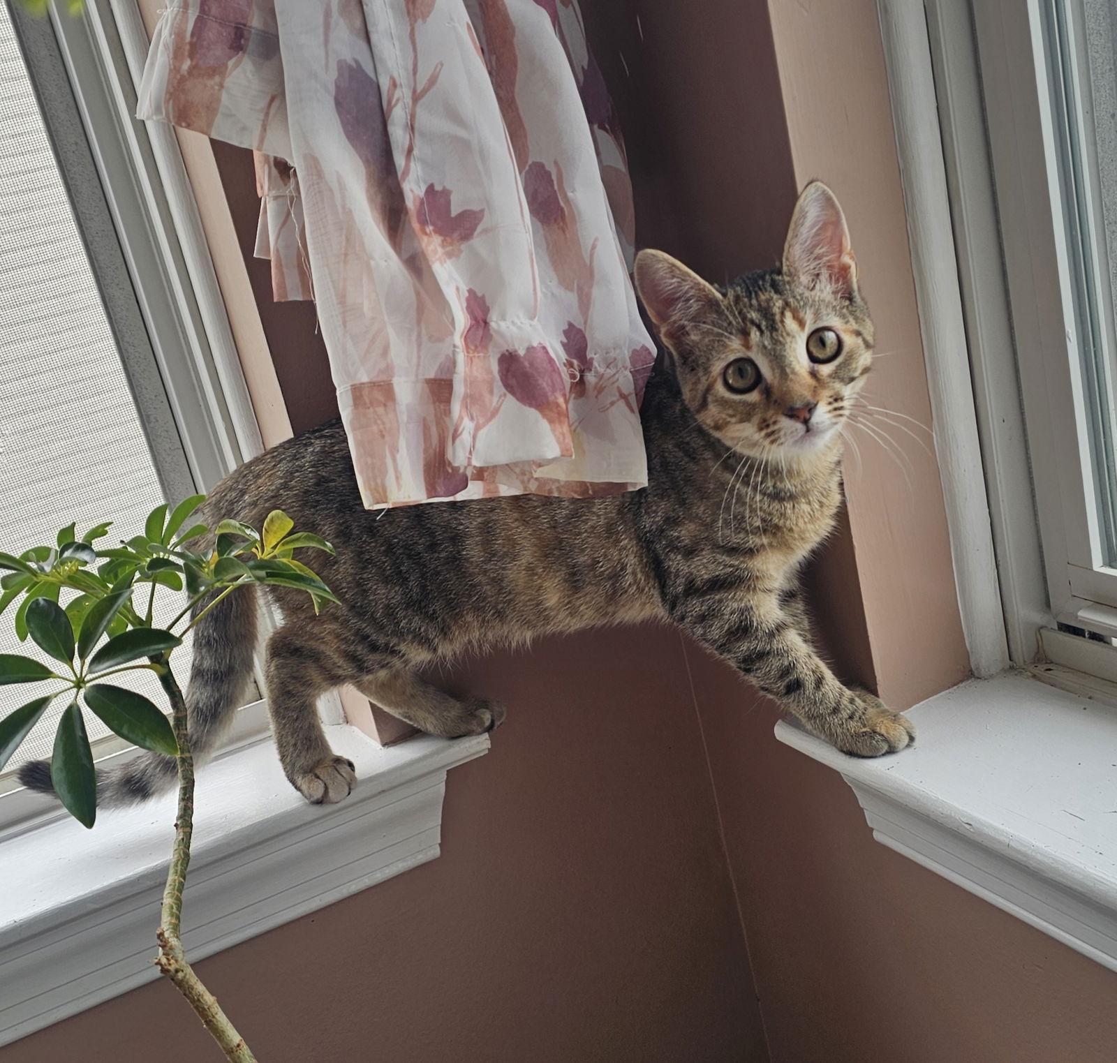 Pumpkin, a Adoptable Domestic Short Hair image 3/3