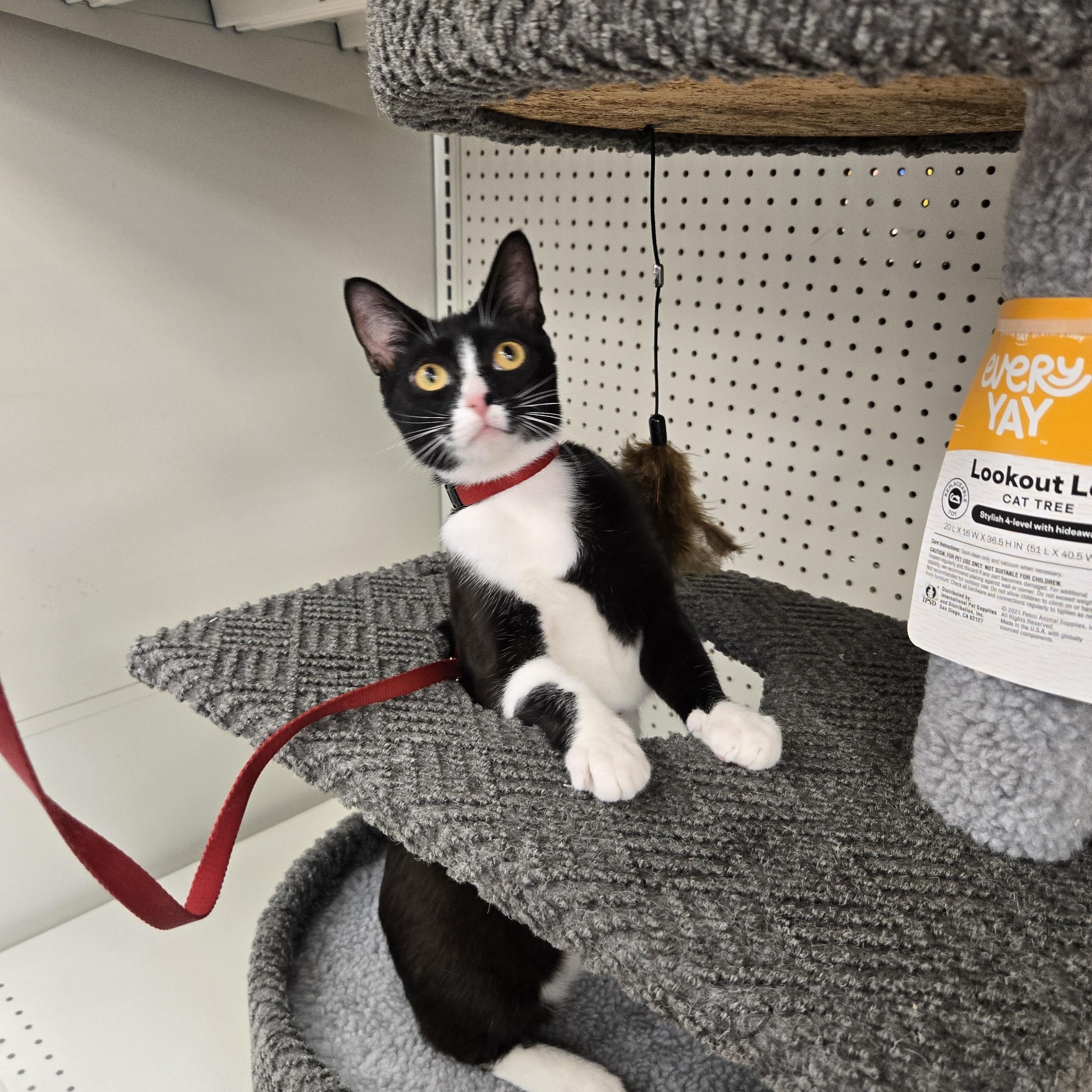 Enlarge Gia, an adoptable Domestic Short Hair in Grove City, OH image 3/3