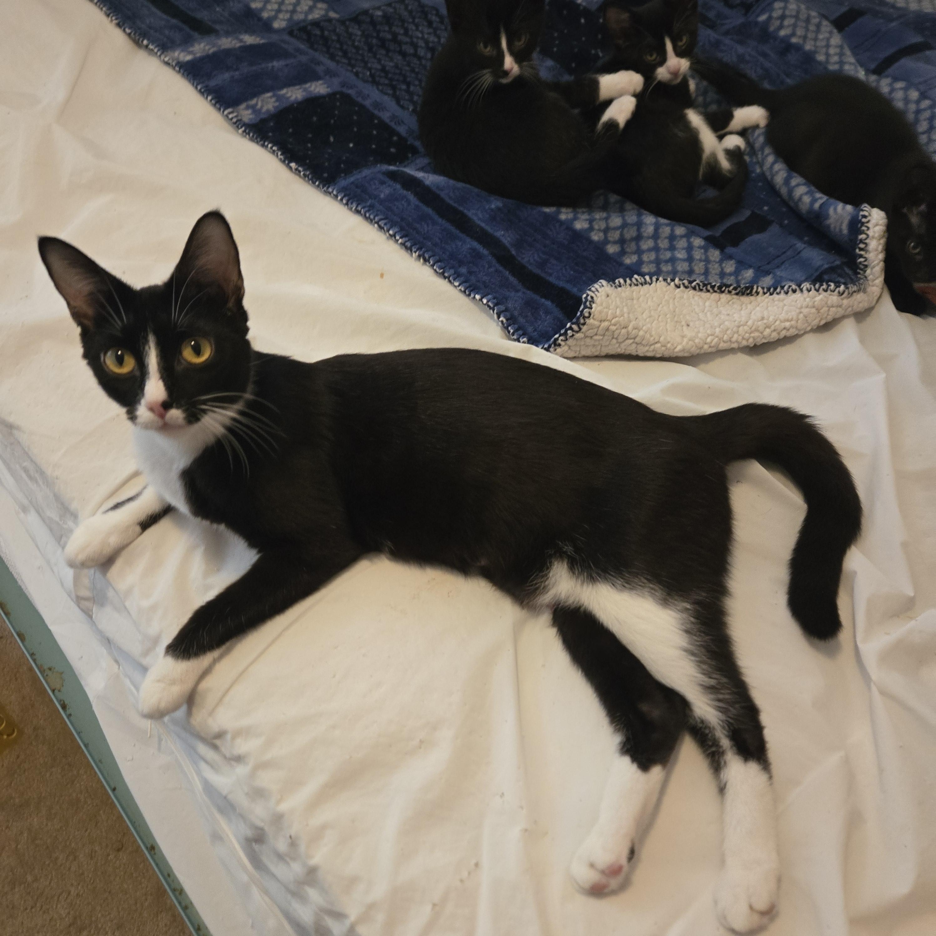 Gia, an adoptable Domestic Short Hair in Grove City, OH image 2/2