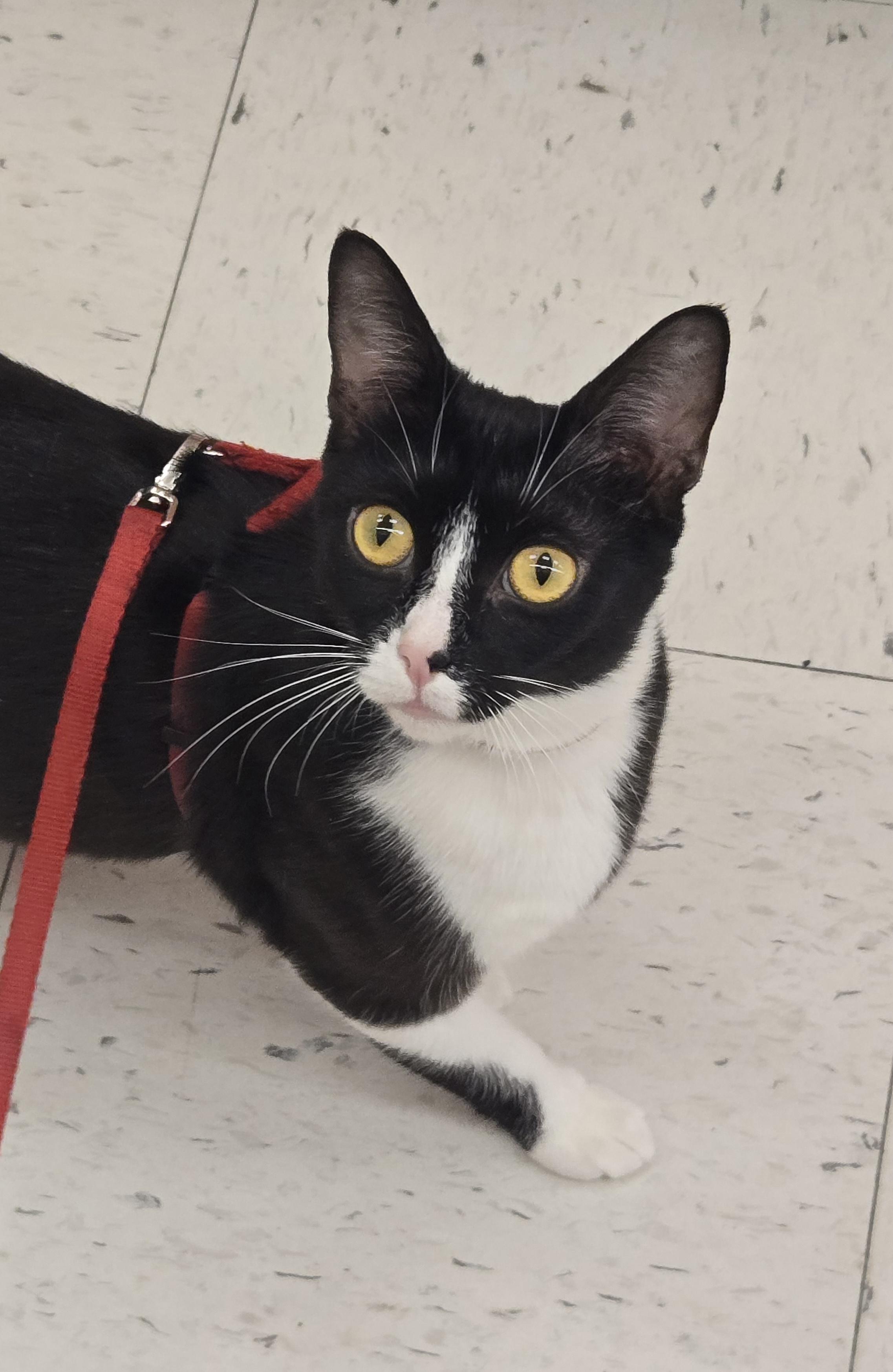 Gia, adoptable, Adult Female Domestic Short Hair.