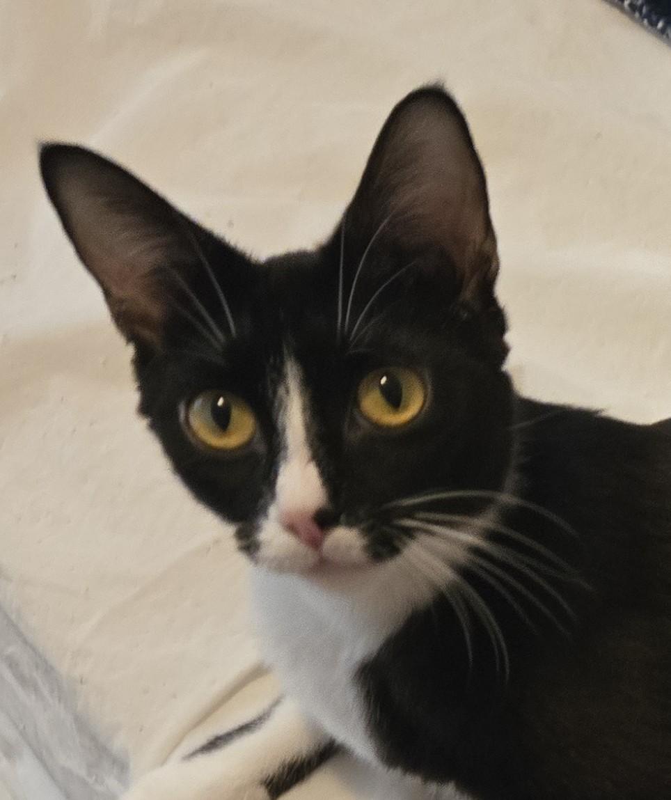 Gia, an adoptable Domestic Short Hair in Grove City, OH image 1/2