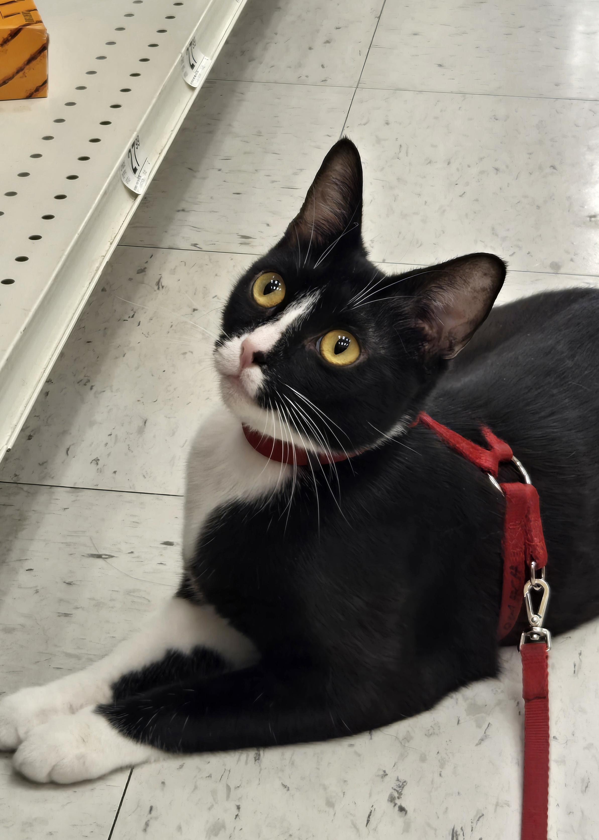 Enlarge Gia, an adoptable Domestic Short Hair in Grove City, OH image 2/3