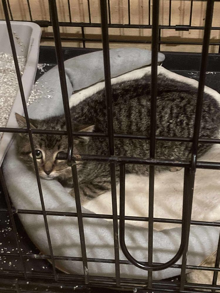 Griffen, Adoptable, Kitten Male Domestic Short Hair.