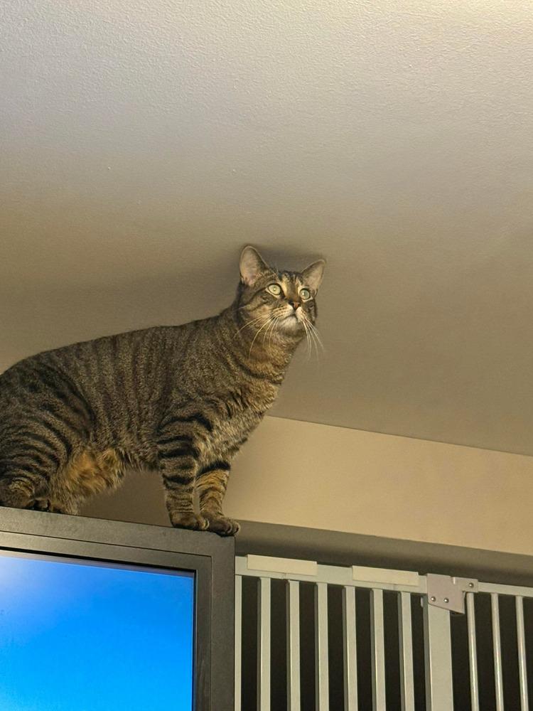 Enlarge Griffen, a Adoptable mixed breed in Valley Stream, NY image 2/6