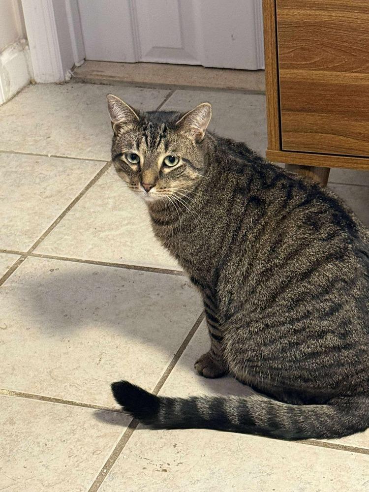 Enlarge Griffen, a Adoptable mixed breed in Valley Stream, NY image 3/6