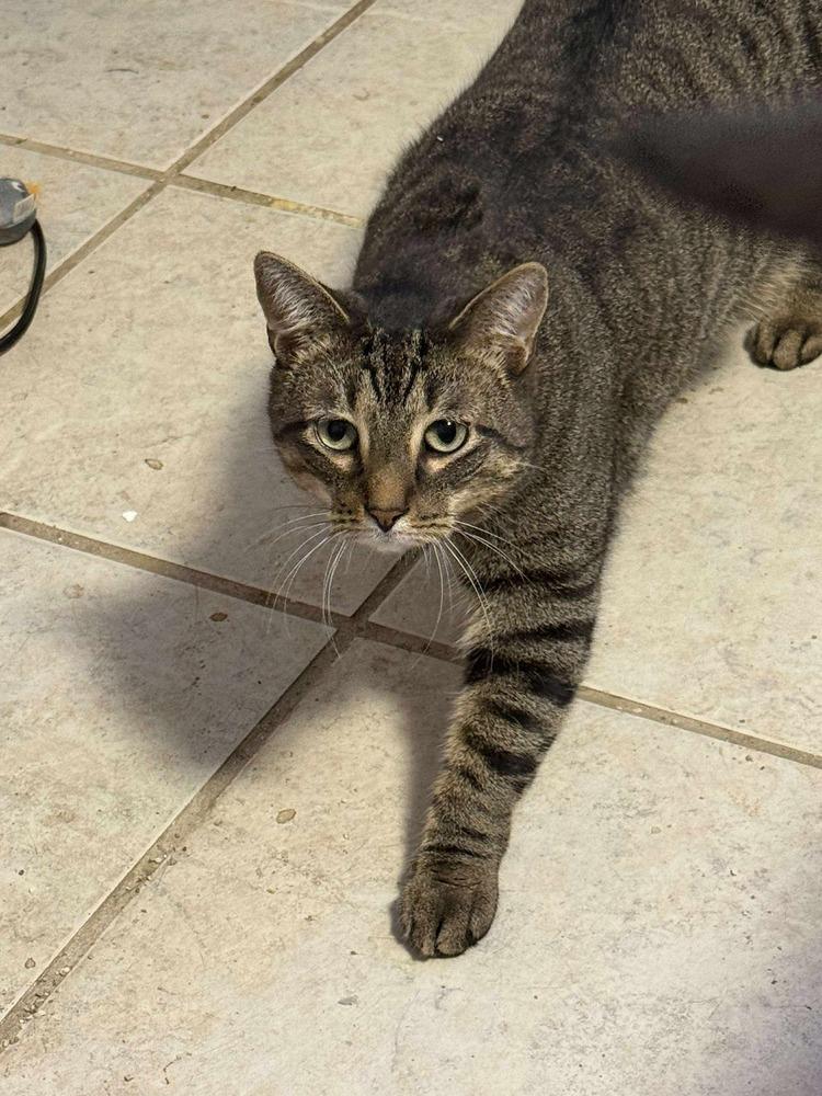 Enlarge Griffen, a Adoptable mixed breed in Valley Stream, NY image 4/6