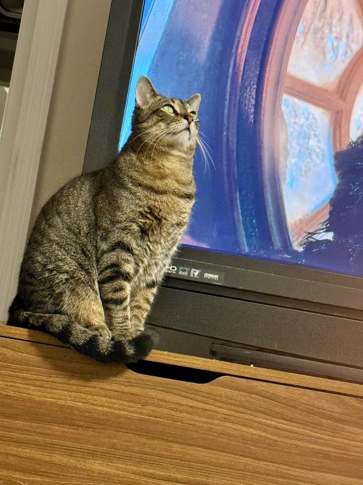 Enlarge Griffen, a Adoptable mixed breed in Valley Stream, NY image 5/6