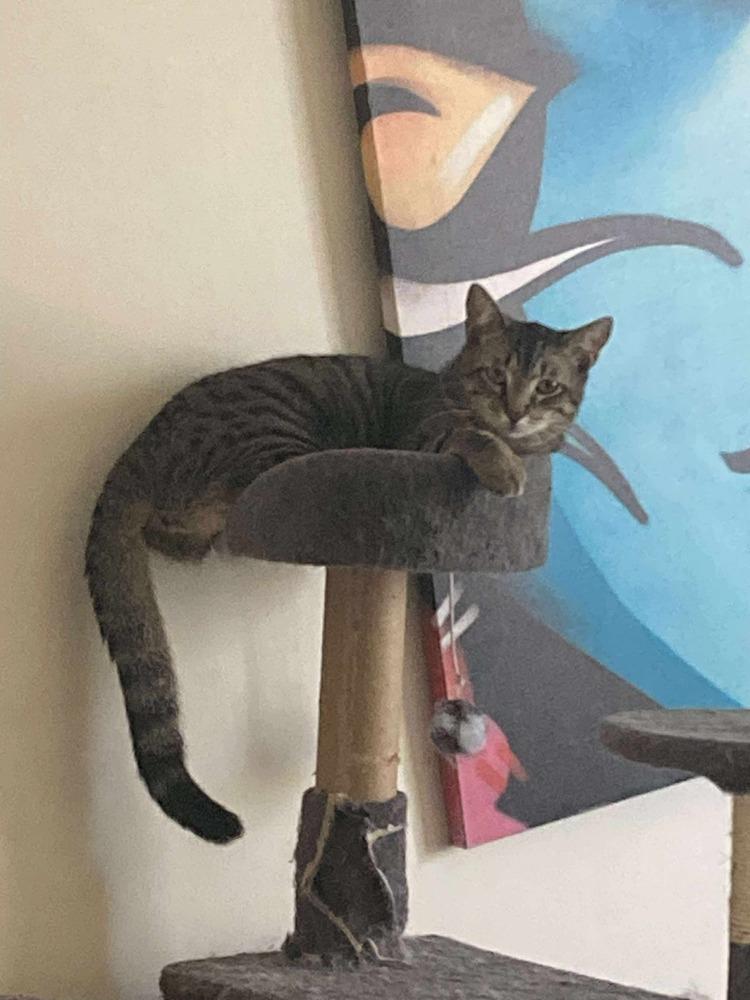 Enlarge Griffen, a Adoptable mixed breed in Valley Stream, NY image 6/6