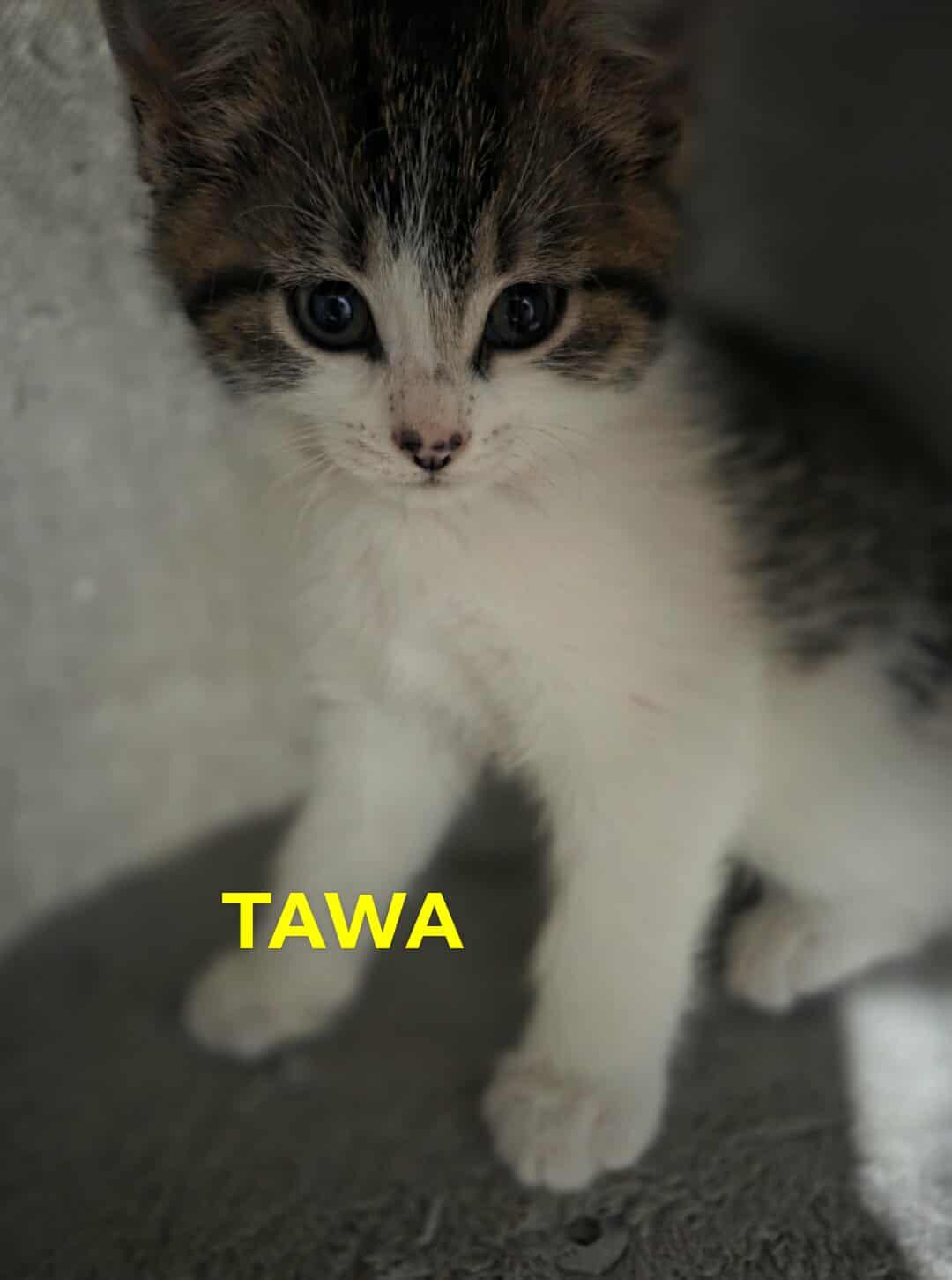 Tawa