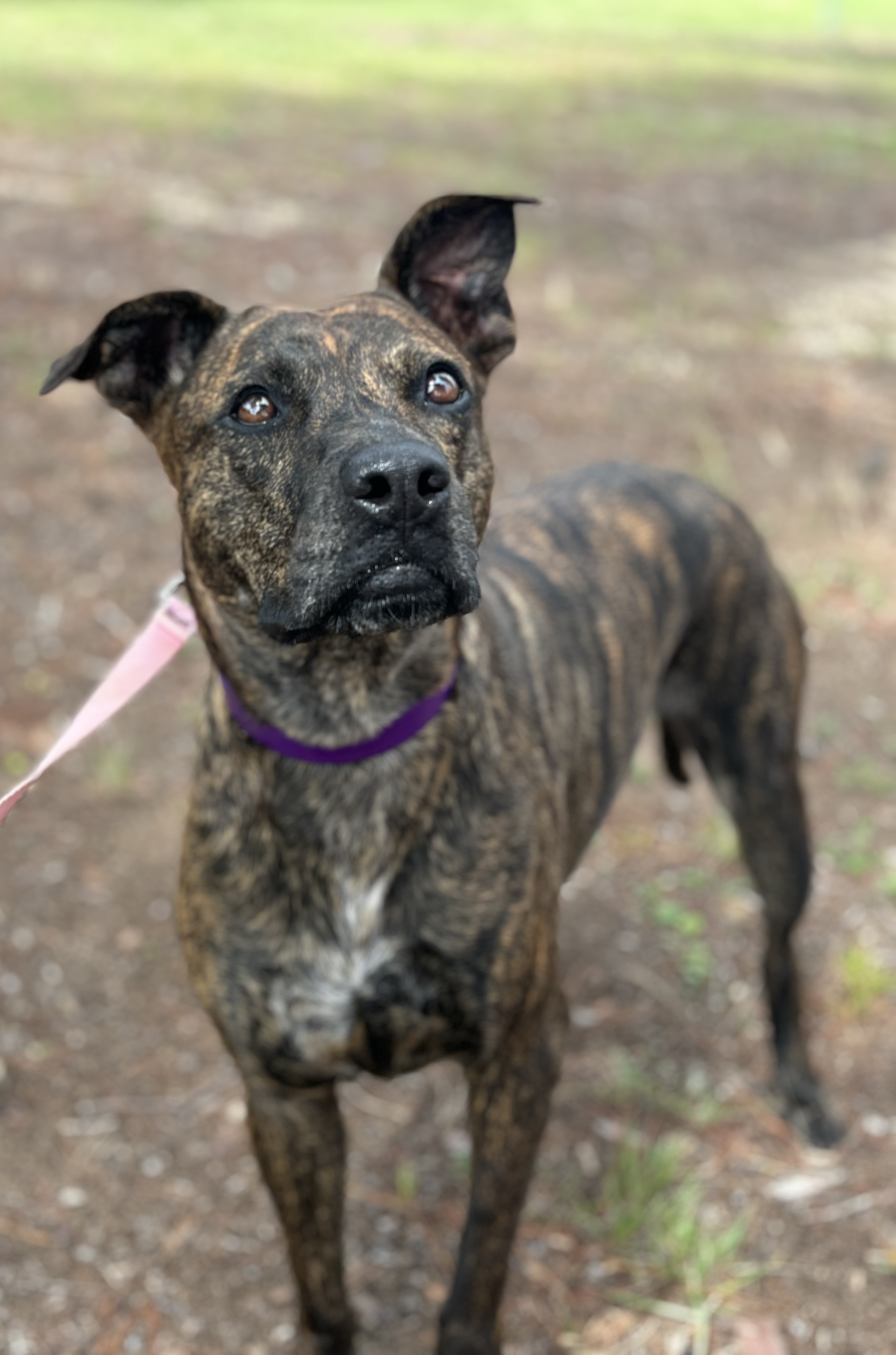 Roxy, Adult Female Plott Hound
