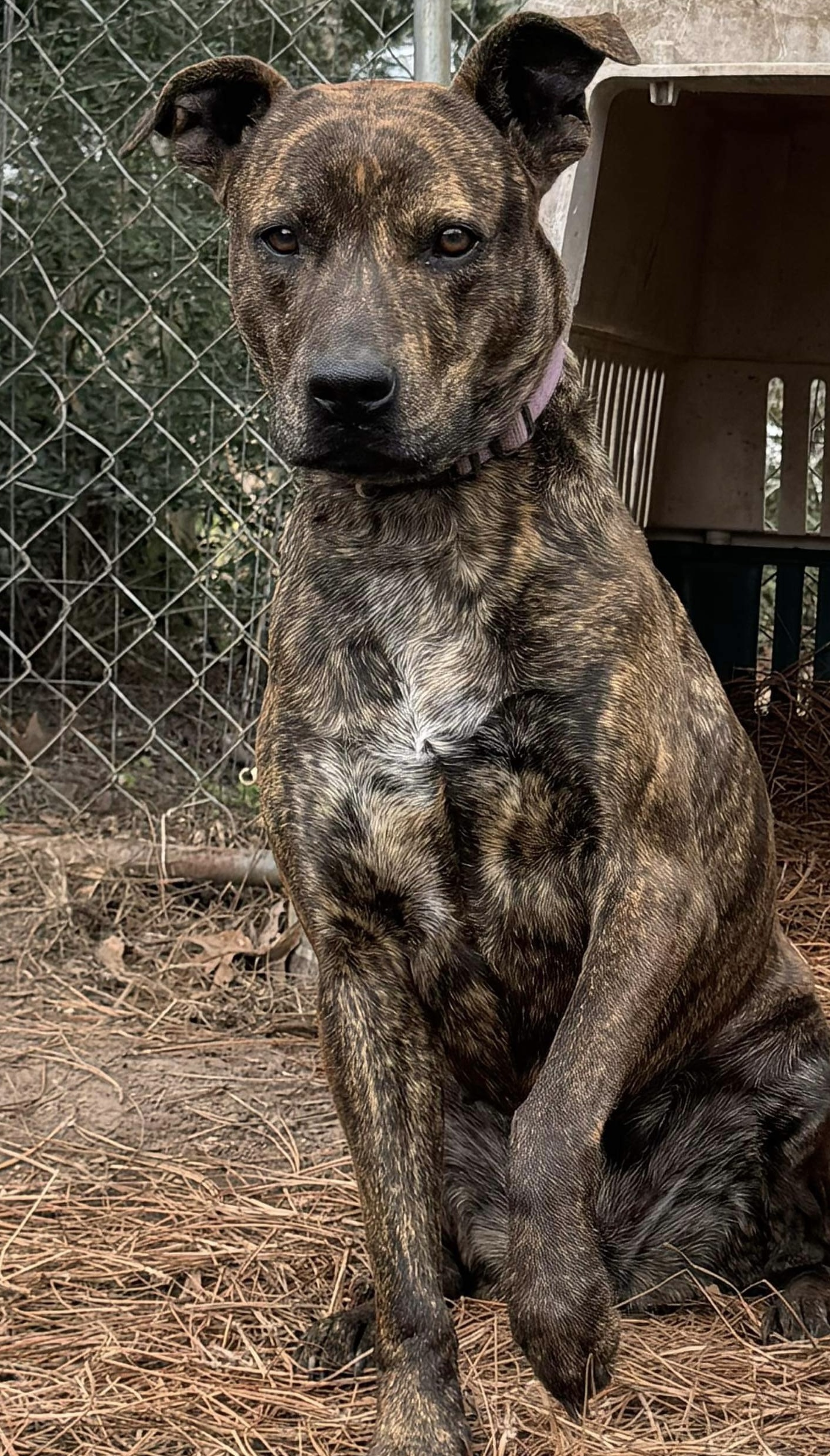 Roxy photo 2