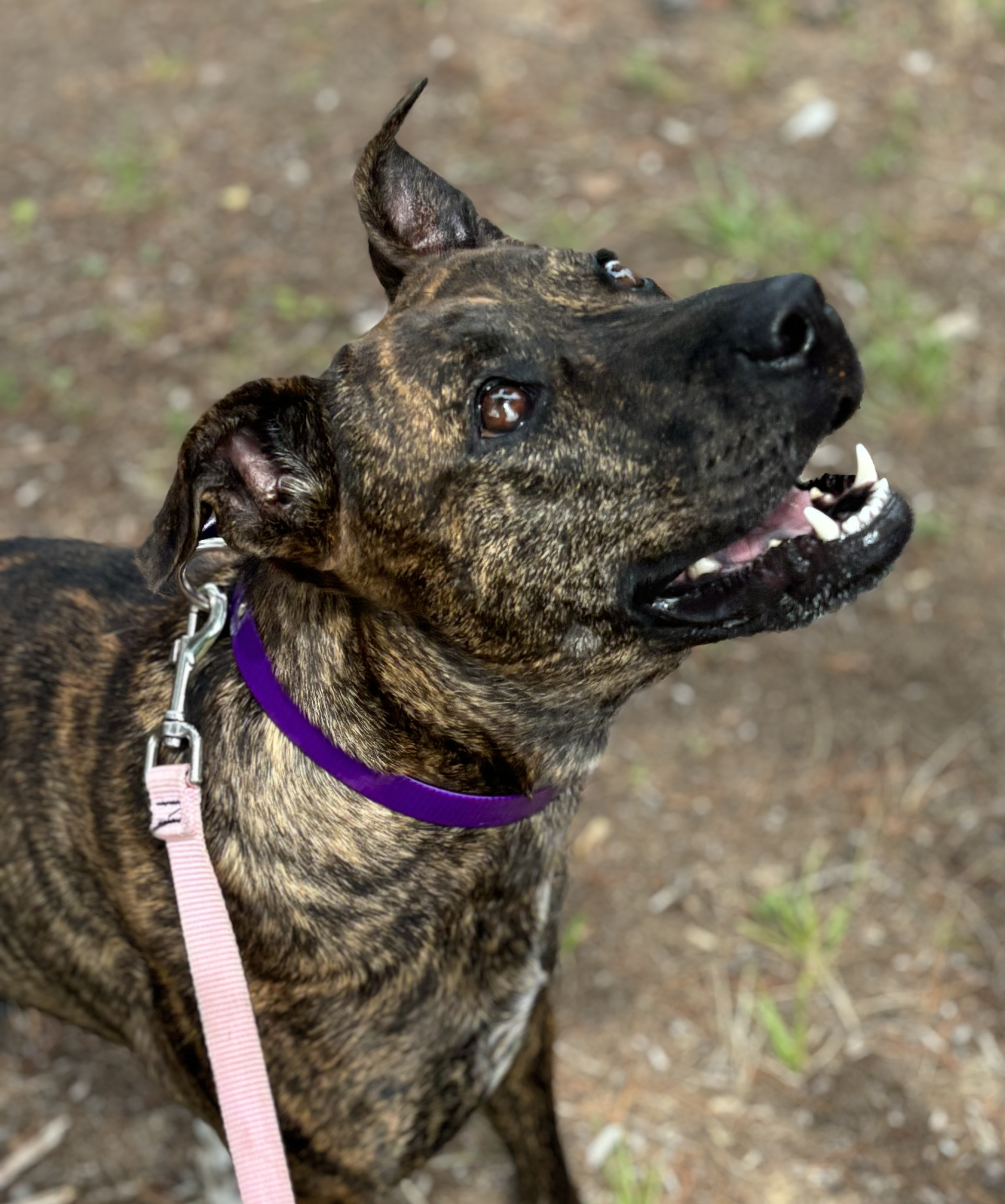 Roxy photo 3