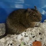 Hendrix, ADOPTABLE, Adult Male Degu.