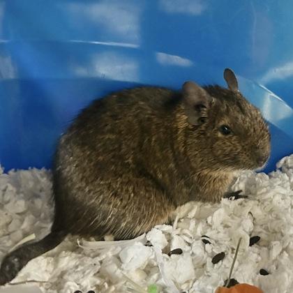 Enlarge Hendrix, a ADOPTABLE Degu in Lansing, MI image 3/3