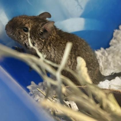 Enlarge Hendrix, a ADOPTABLE Degu in Lansing, MI image 2/3
