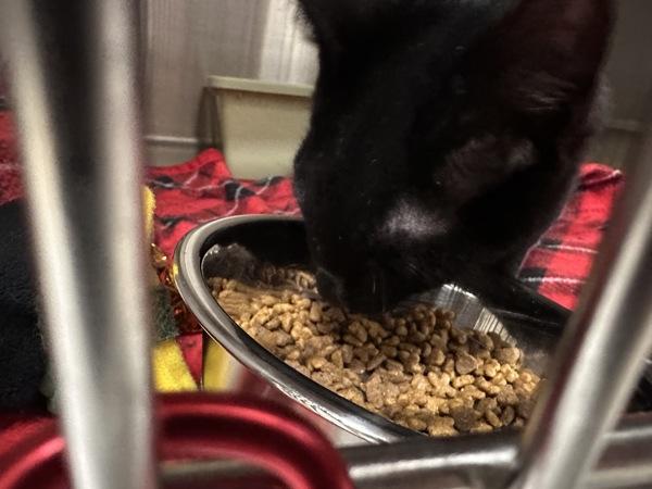 Enlarge Ironhide - Bonded W/ Optimus Prime, a Adoptable mixed breed in Silverdale, WA image 2/2