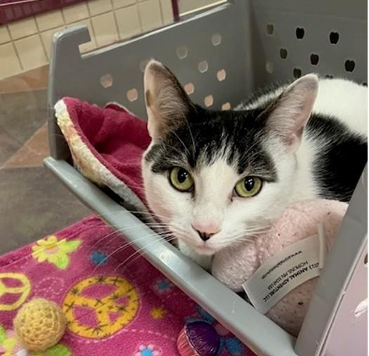 MERARI, Adoptable, Adult Female Domestic Short Hair.