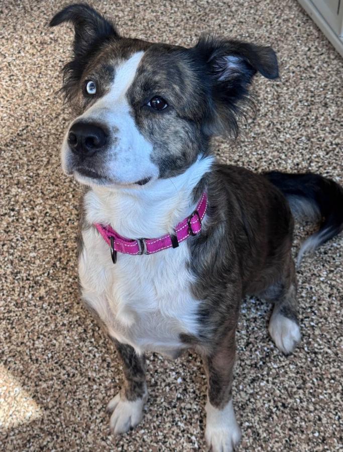 Stella, ADOPTABLE, Adult Female Mixed Breed.