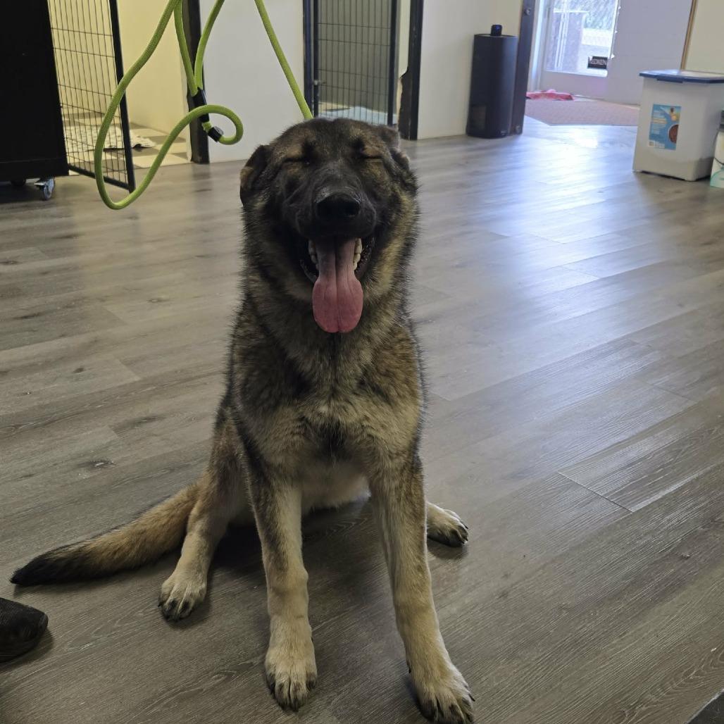 Enlarge Clover, a Adoptable German Shepherd Dog in Gordonsville, TN image 1/5