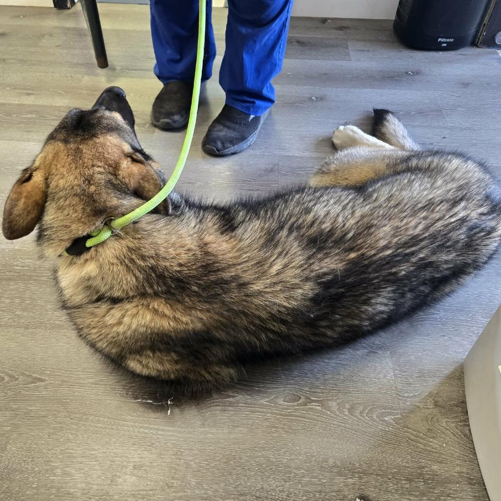 Enlarge Clover, a Adoptable German Shepherd Dog in Gordonsville, TN image 2/5