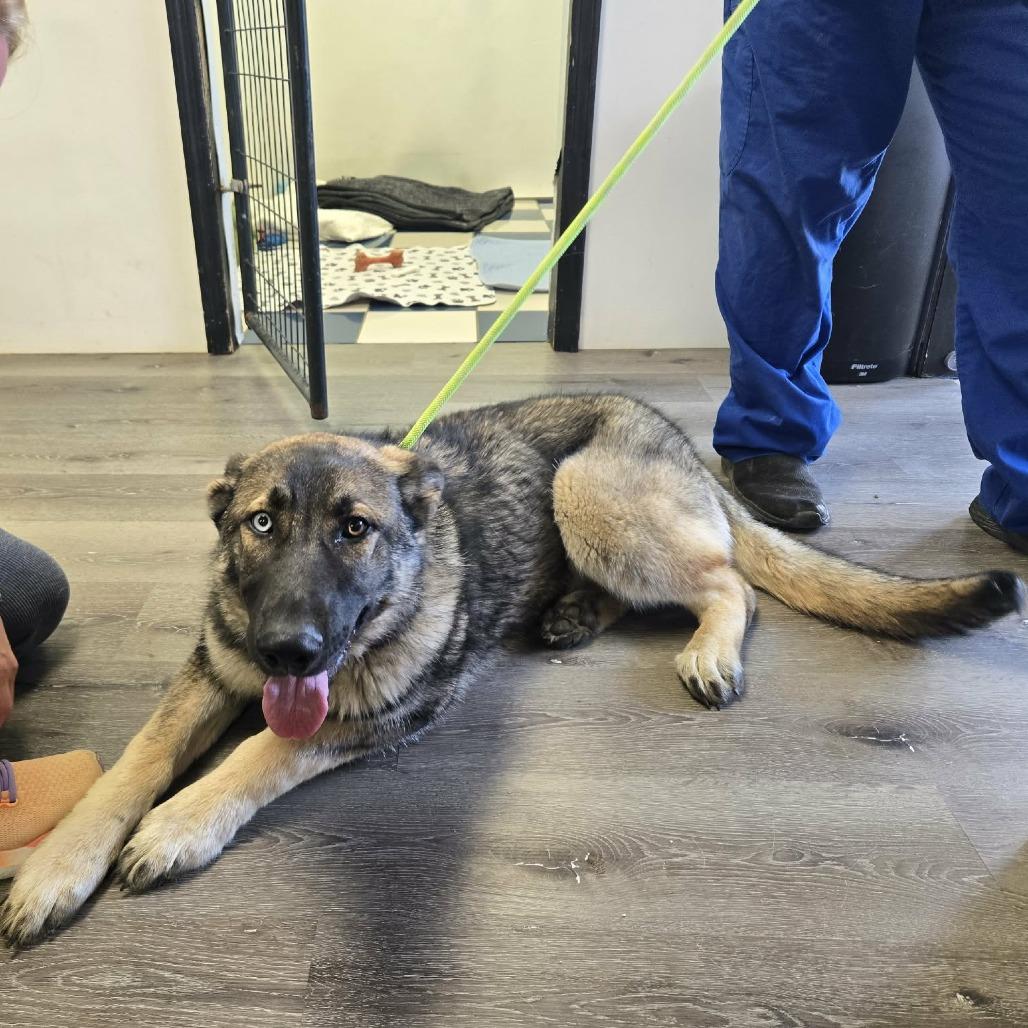 Enlarge Clover, a Adoptable German Shepherd Dog in Gordonsville, TN image 3/5