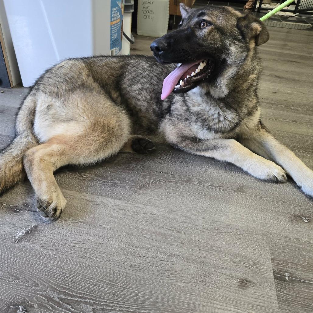 Enlarge Clover, a Adoptable German Shepherd Dog in Gordonsville, TN image 4/5