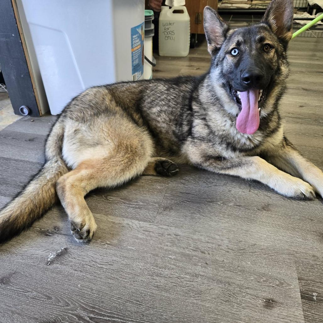 Enlarge Clover, a Adoptable German Shepherd Dog in Gordonsville, TN image 5/5