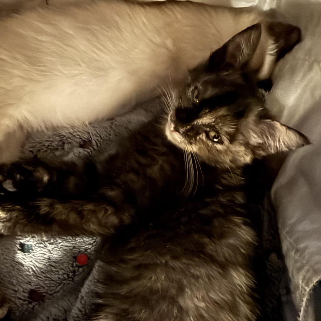 Enlarge Sassy, a Adoptable Domestic Medium Hair in Kenai, AK image 1/6