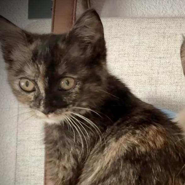 Enlarge Sassy, a Adoptable Domestic Medium Hair in Kenai, AK image 2/6