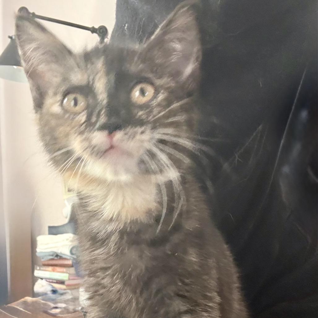 Enlarge Sassy, a Adoptable Domestic Medium Hair in Kenai, AK image 3/6