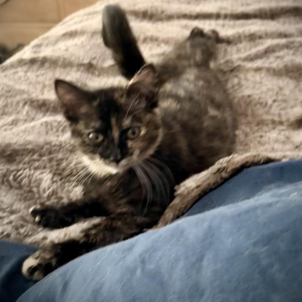 Enlarge Sassy, a Adoptable Domestic Medium Hair in Kenai, AK image 4/6