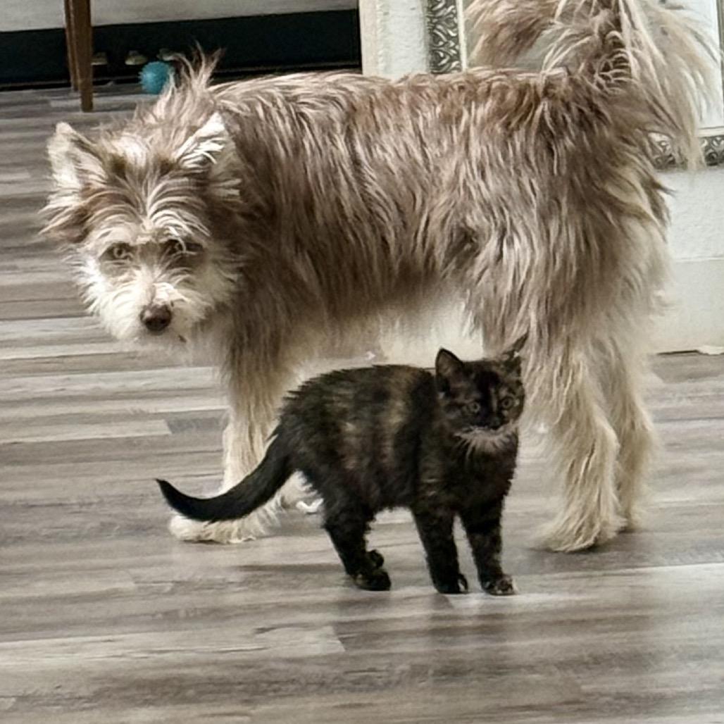 Enlarge Sassy, a Adoptable Domestic Medium Hair in Kenai, AK image 5/6