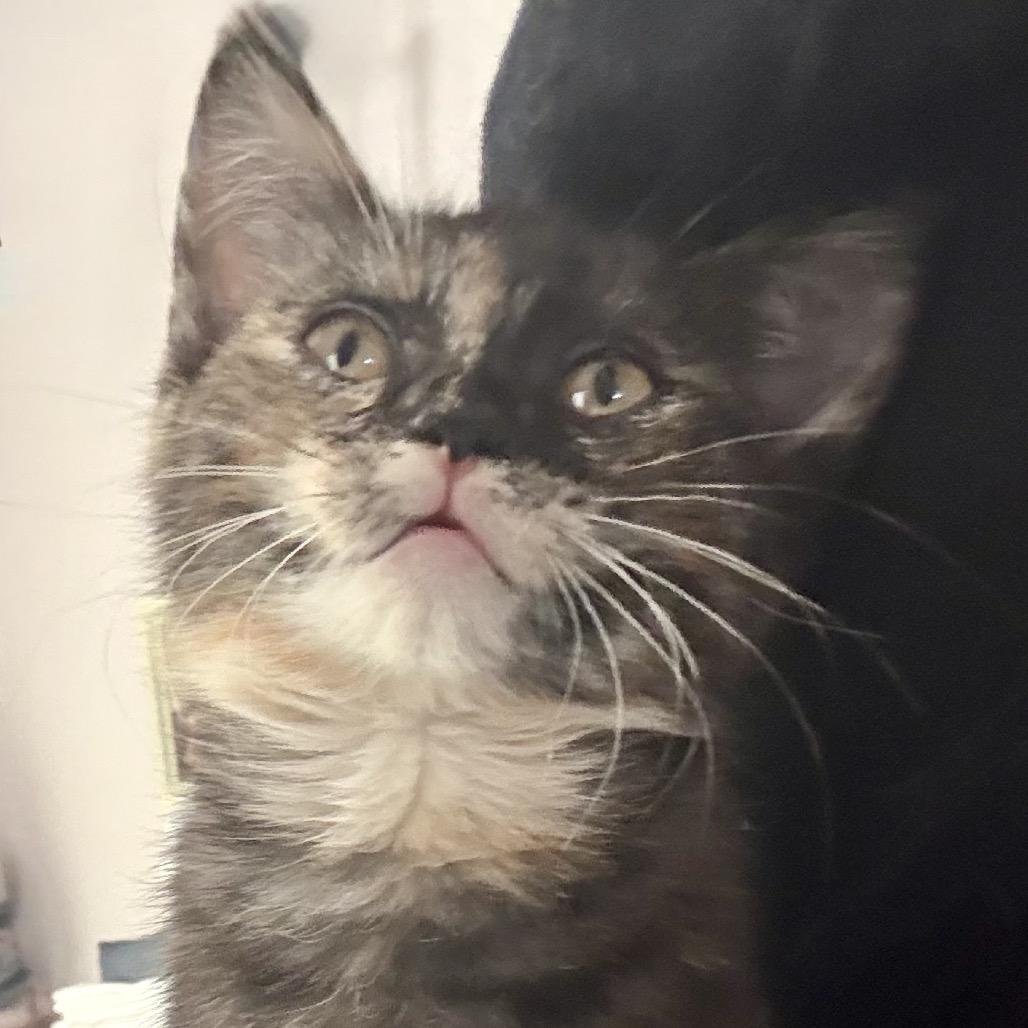 Enlarge Sassy, a Adoptable Domestic Medium Hair in Kenai, AK image 6/6